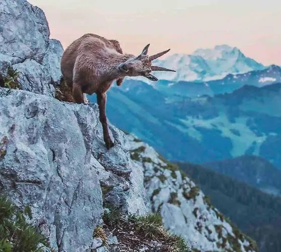 Apartamento Appartement-chatel / Apartment-chatel-resort *