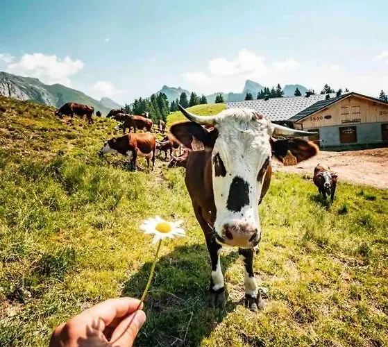 Appartement-chatel / Apartment-chatel-resort Apartamento